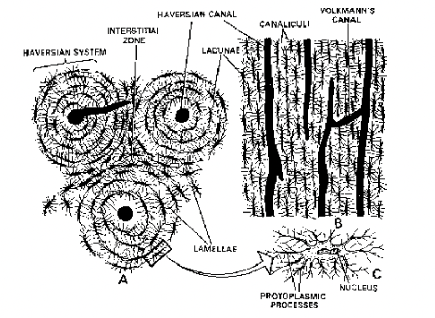 Skeletal Tissues